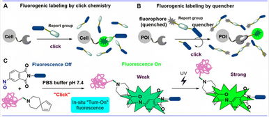 上海科技大學劉佳與姜標團隊合作開發原位光激活生物正交偶聯反應，推動生物技術新突破