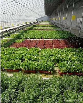 生物科技驅動產業升級，萊西龍頭企業引領農民增收新路徑